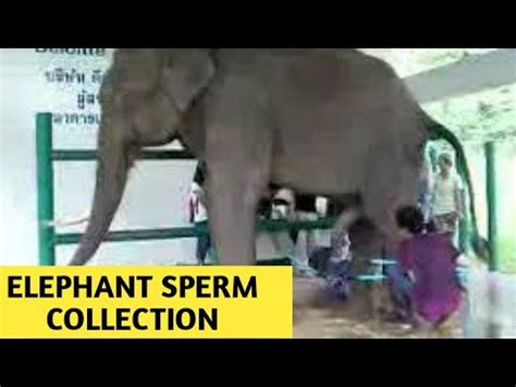 elephant cum|Elephant Cum Porn Videos 